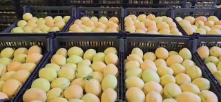 Армянские абрикосы в коробках для экспорта в Польшу и Европу