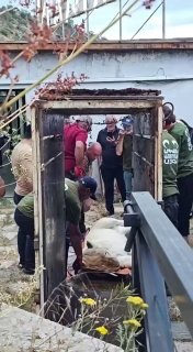Перевозка животных из виллы Гагика Царукяна в Ереванский зоопарк