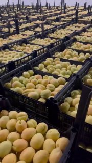 Погрузка первой партии армянских абрикосов для экспорта в Польшу, Ереван